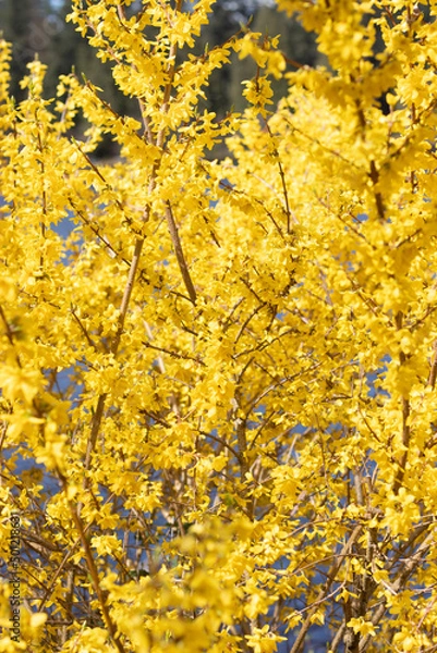 Obraz Hojas amarillas