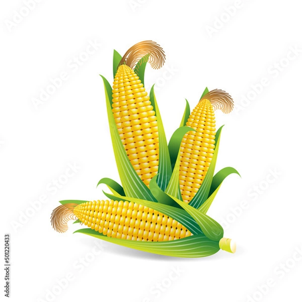 Fototapeta Corn vector illustration