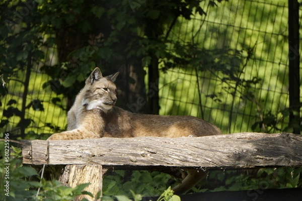 Fototapeta Luchs