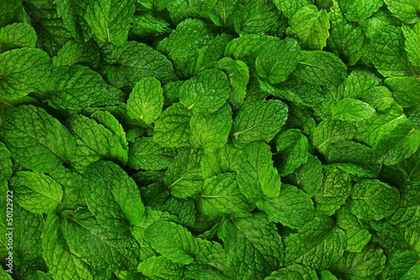 Obraz Mint leaves background.