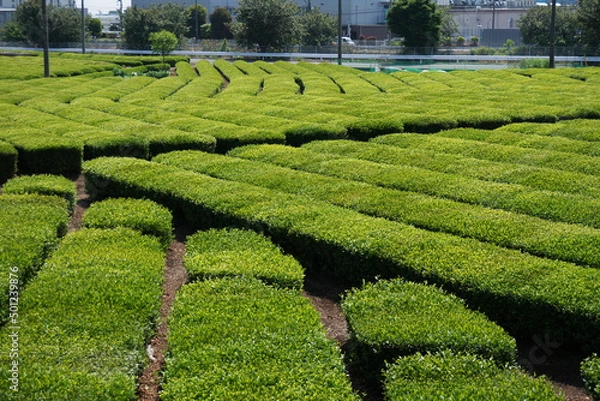 Obraz 狭山茶の茶畑