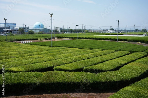 Obraz 狭山茶の茶畑