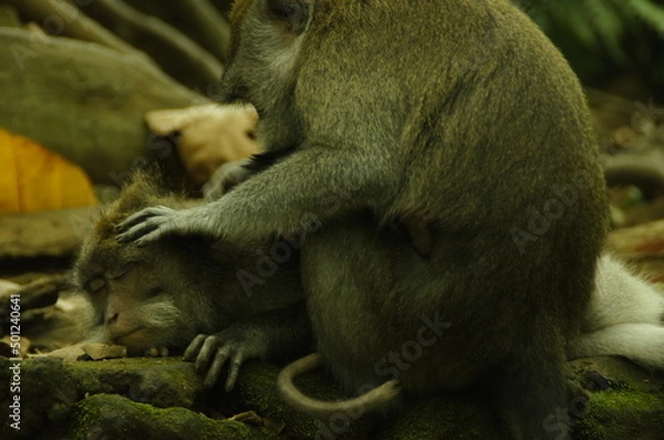 Obraz monkey