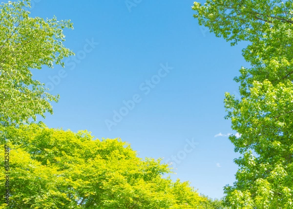 Obraz 新緑と青空