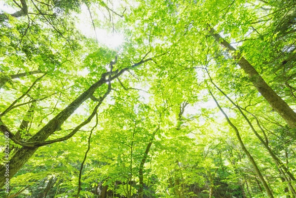 Obraz 雑木林の木々に絡まるヤマフジのつる