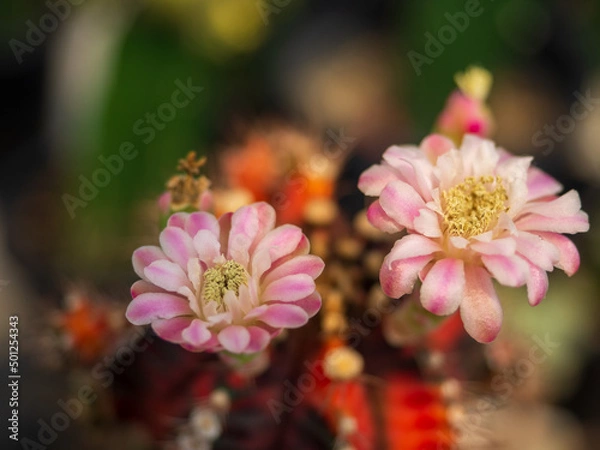 Obraz close up pink cactus blooming in the farm