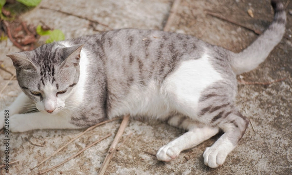 Obraz Wallpaper of beautiful gray tabby cat lying on concrete in a park.