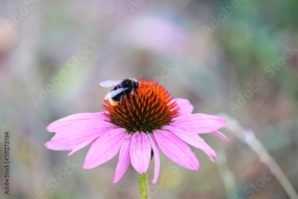 Obraz Biene auf Sonnenhut