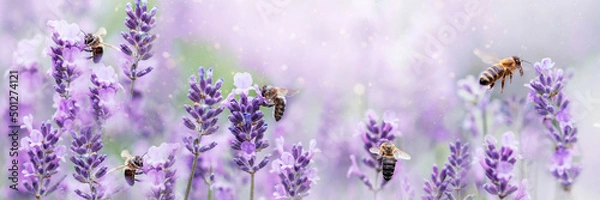 Fototapeta Honey bee pollinating lavender flowers. Plant decay with insects. Blurred summer background of lavender flowers with bees. Beautiful wallpaper. soft focus. Lavender Field Bee flying over flower