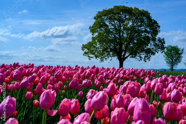 Obraz 河川敷のチューリップ畑