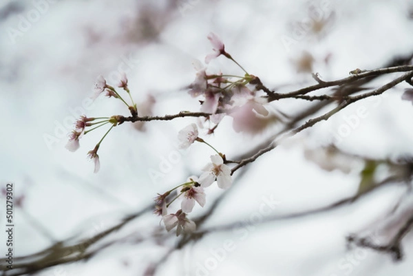 Obraz 4月にまた会おう