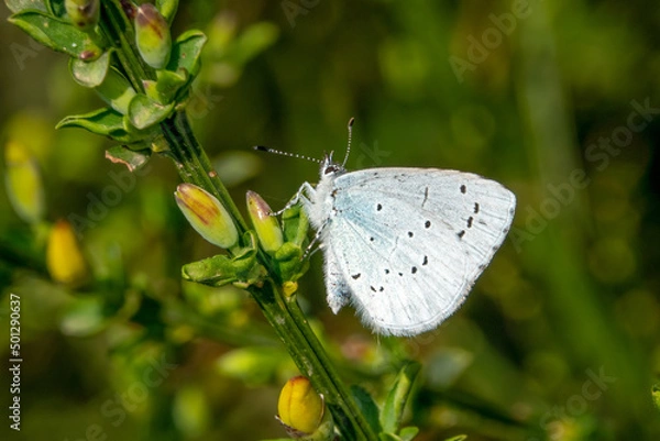 Obraz Papillon - Azuré des nerpruns (Celastrina argiolus)