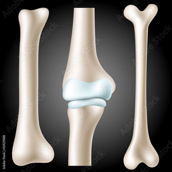 Fototapeta Realistic bone set