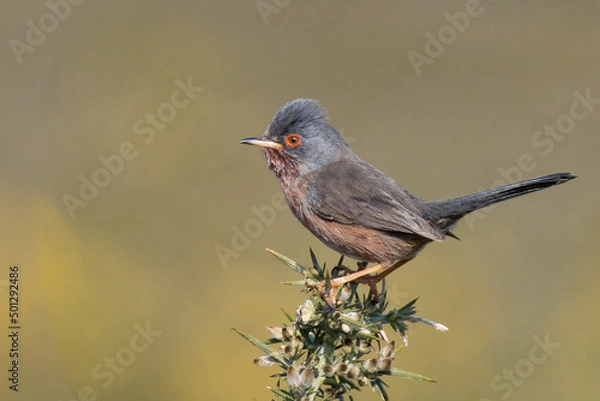 Obraz Fauvette pitchou (Curruca undata)