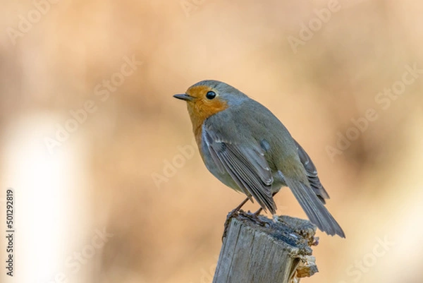 Obraz Rougegorge familier (Erithacus rubecula)