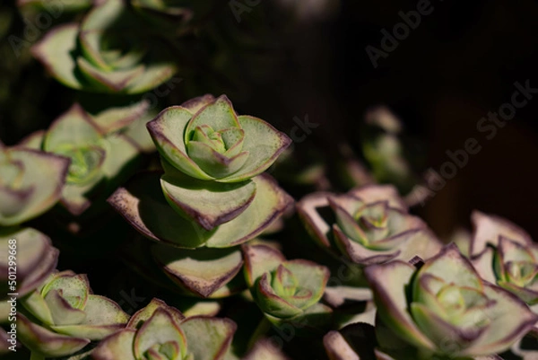 Obraz String of buttons succulent plant. Crassula perforata. 