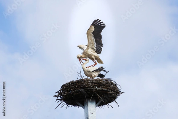 Fototapeta Storchenpaar