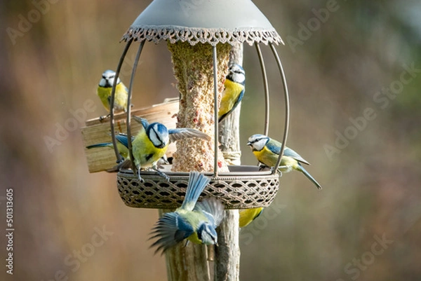 Obraz Mésanges bleues à la mangeoire