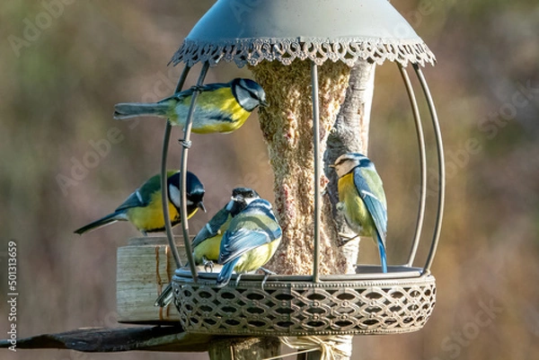 Obraz Mésanges à la mangeoire