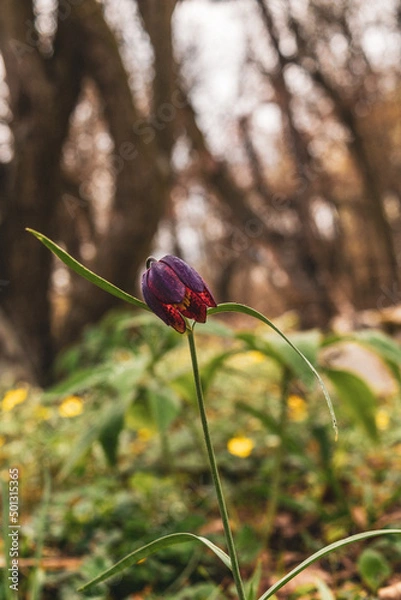 Obraz wild tulip