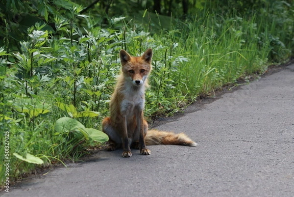 Fototapeta 北海道で食べ物を欲しそうに座って待つキタキツネ