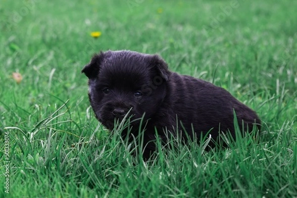 Obraz Black little dog