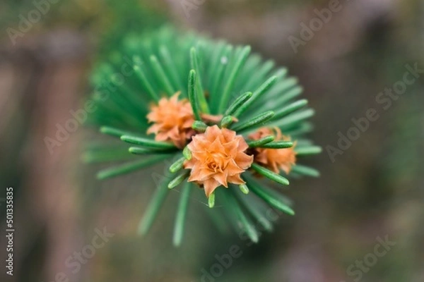 Obraz Pine cone flower