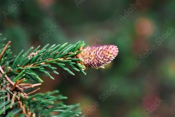 Obraz Young pine cones growing on the tree