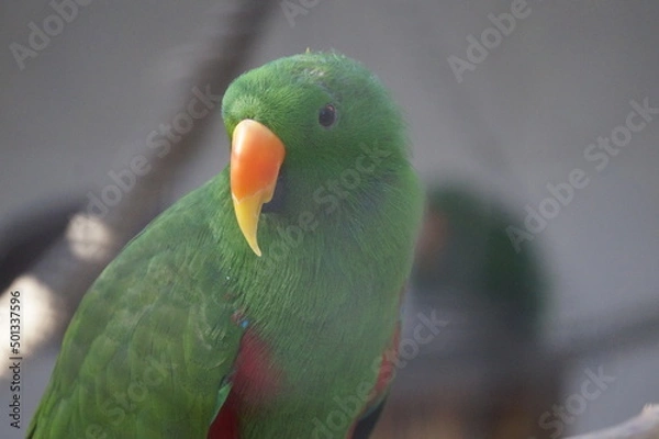 Obraz Edelpapagei