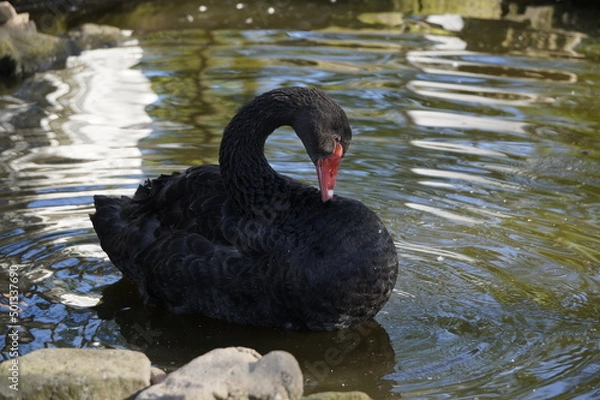 Fototapeta Schwarzer Schwan 
