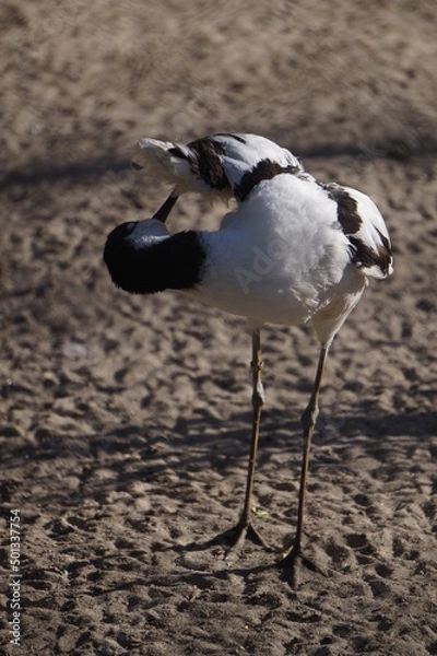 Fototapeta Säbelschnäbler
