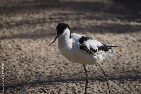Obraz Säbelschnäbler