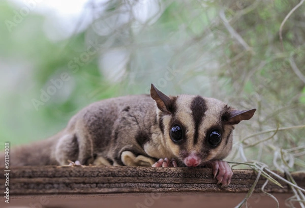 Obraz small possum or Sugar Glider