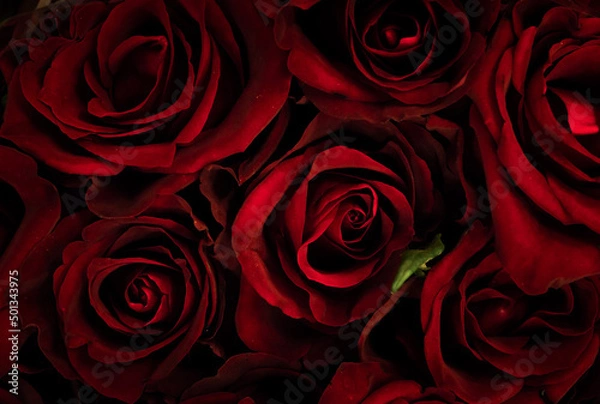 Obraz red roses background, czerwone róże