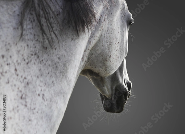 Obraz weißes Pferd portrait