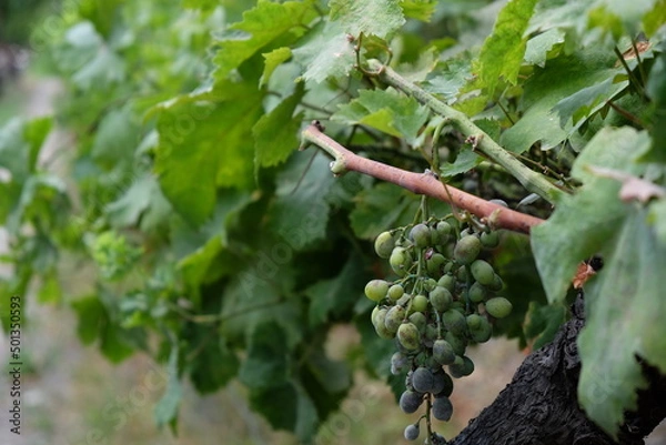 Obraz uva verde grappolo vite