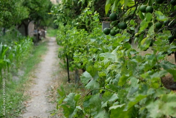 Obraz viale campagna