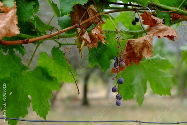 Obraz grappolo uva glicine vite