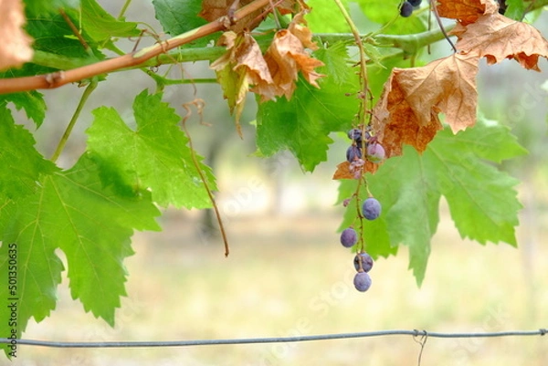 Obraz grappolo uva glicine vite
