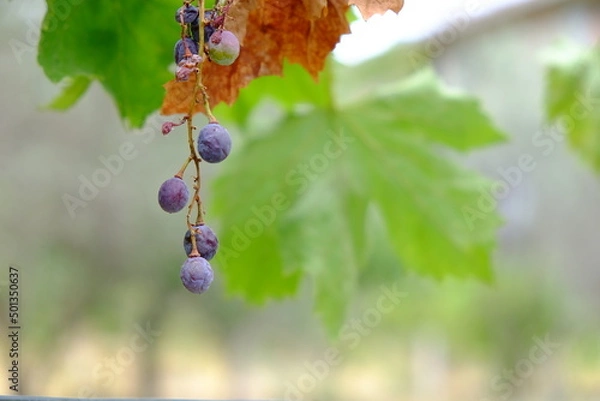 Obraz grappolo uva glicine vite