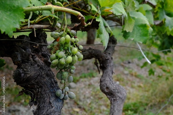 Obraz vite uva grappolo verde 