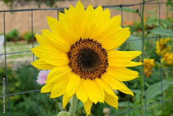 Obraz girasole