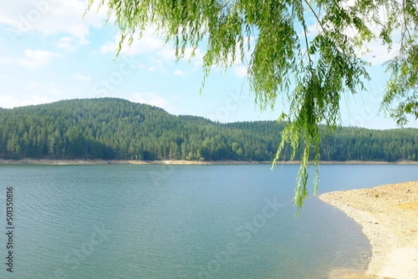 Obraz lago alberi