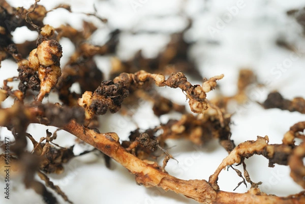 Fototapeta Root-knot disease caused by nematodes in guava 