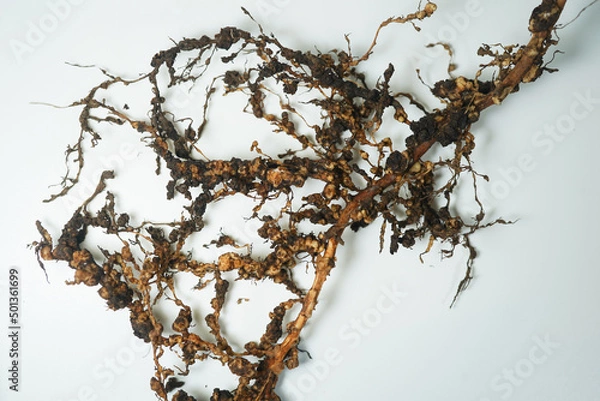 Fototapeta Root-knot disease caused by nematodes in guava 