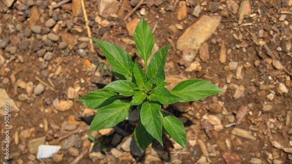Fototapeta Capsicum frutescens  or chilly plant growing in a alluvial soil. capture during mid- day with high angle camera short.