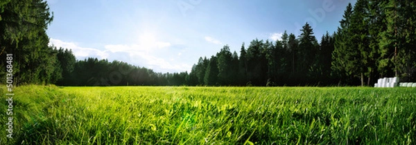 Obraz Forest and meadow panorama