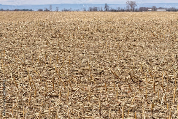 Fototapeta Field of Dead Cornstalks and Corn Stubble in Spring