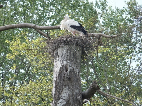 Obraz Tudor Schleurholts