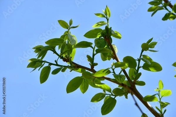 Fototapeta 新緑の季節　若葉と青空